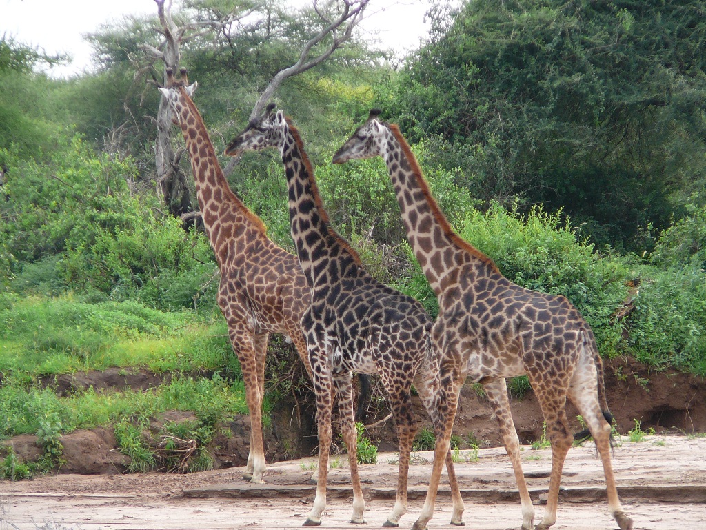 3 Day Tour to Ngorongoro and Lake Manyara
