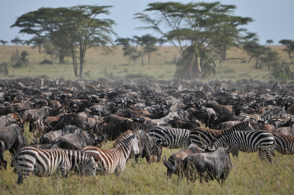 8 Day Serengeti and Ngorongoro Crater