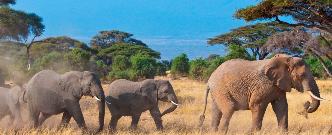 Elephants Family In front of Kilimanjaro, Tanzania