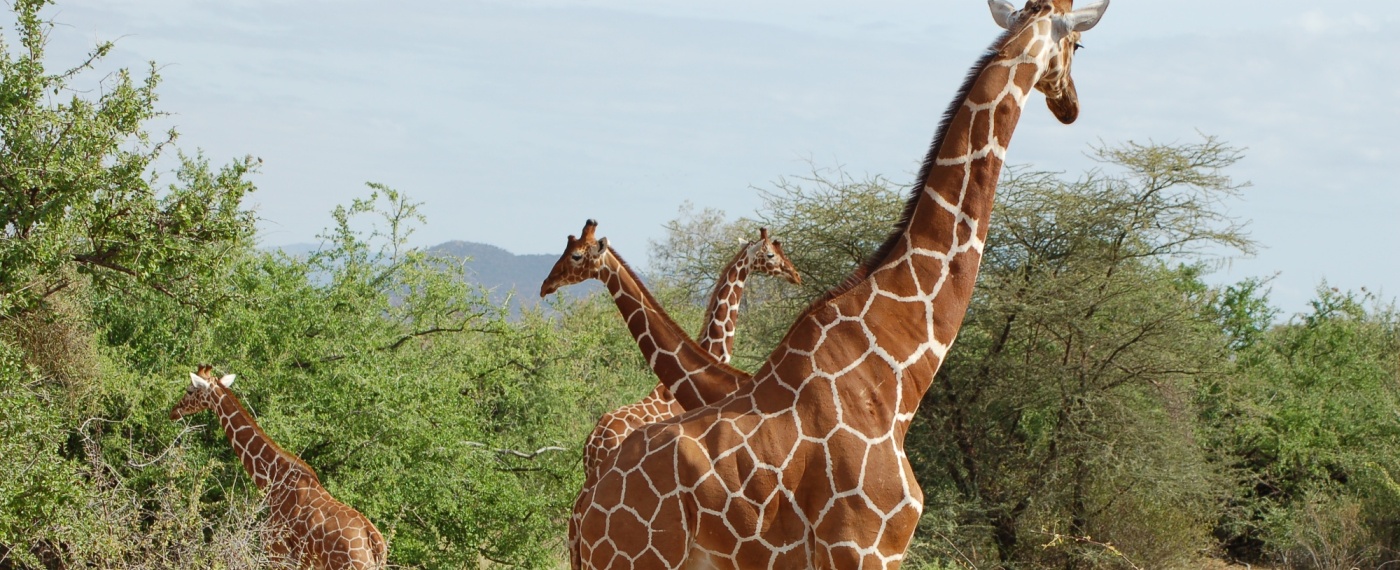 Giraffes in Lake Manyara National Park