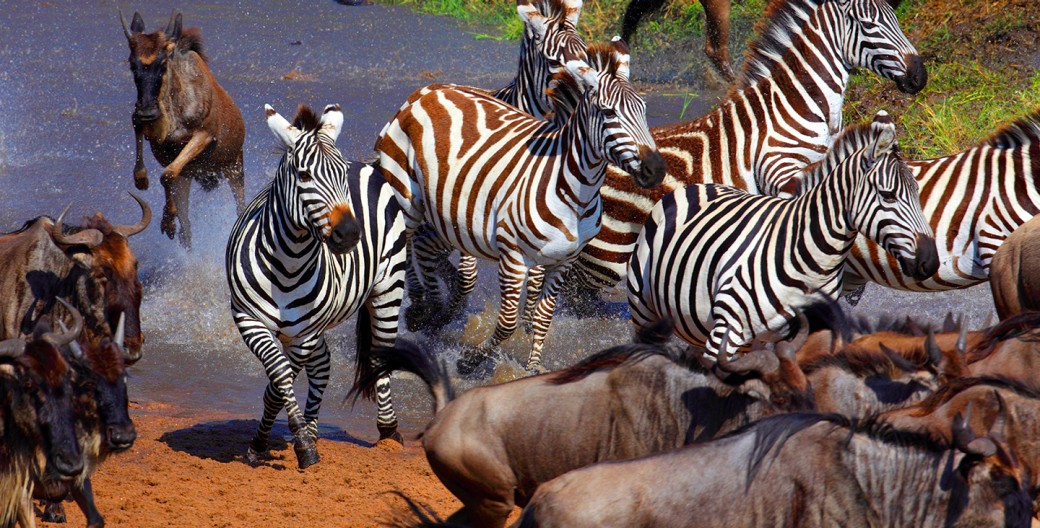 Wildebeest and Zebras in Serengeti Migration
