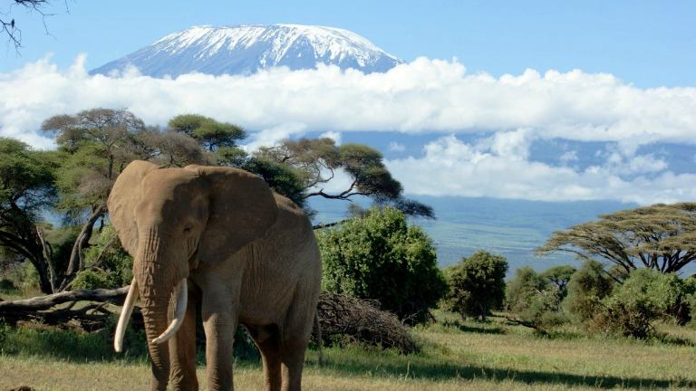 12 days Climb Kilimanjaro and Serengeti Safari