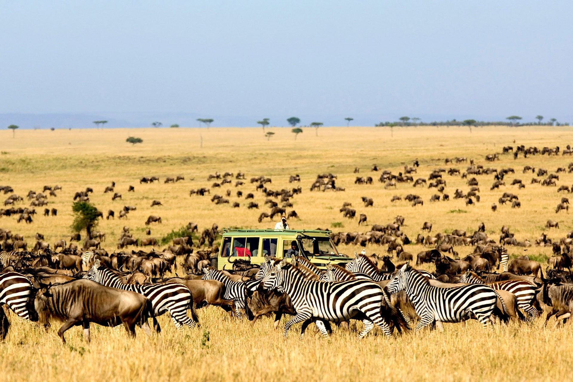 7 Day Luxury Safari to Serengeti and Tarangire