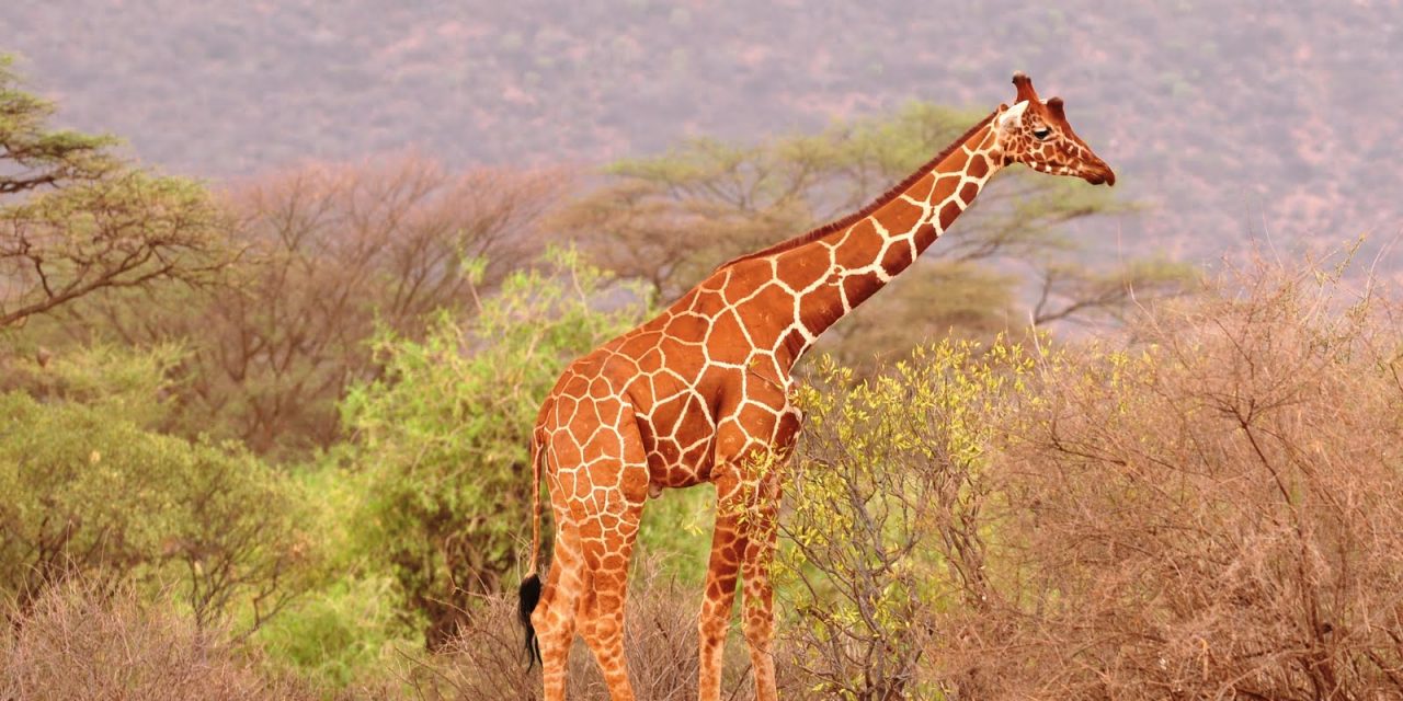 15 Days Safari in Kenya, Tanzania and Zanzibar Beach   Holiday