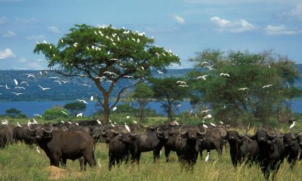 Uganda Safari -14-Days