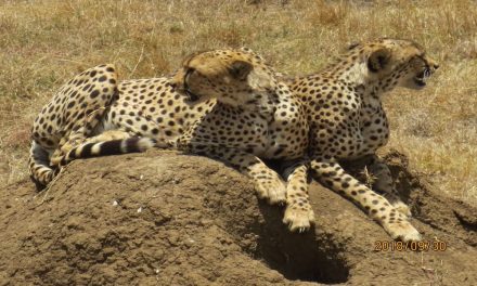 2 Days Safari-Manyara and Ngorongoro
