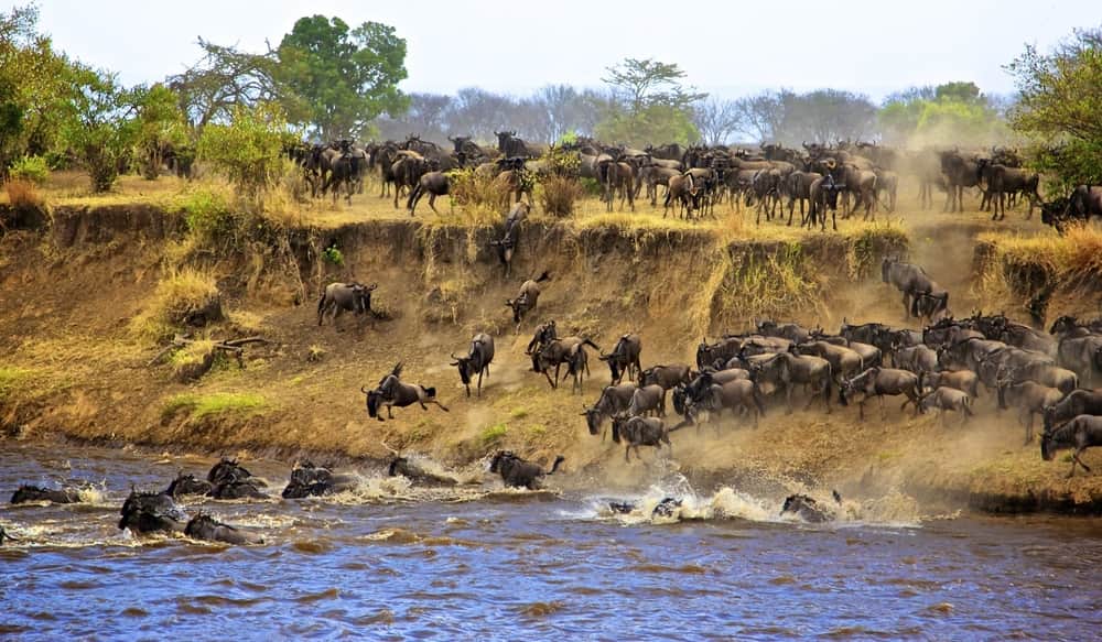 10 Day Tour, Serengeti Wildebeest Migration