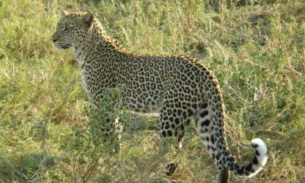 4 Day Safari to Lake Manyara, Serengeti and Ngorongoro